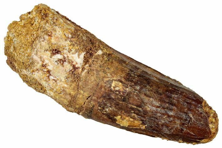 Fossil Spinosaurus Tooth - Real Dinosaur Tooth #327896
